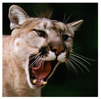 cougar_01tk.jpg